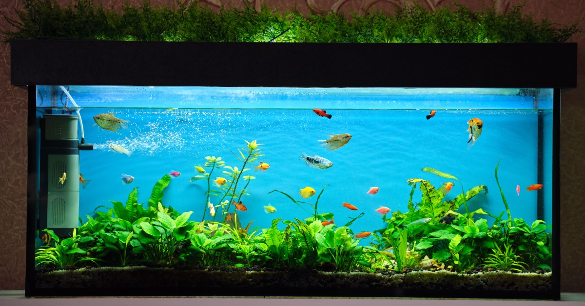 Choosing the Right Fish for Your Saltwater Aquarium